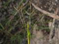 Indian Muraina Grass